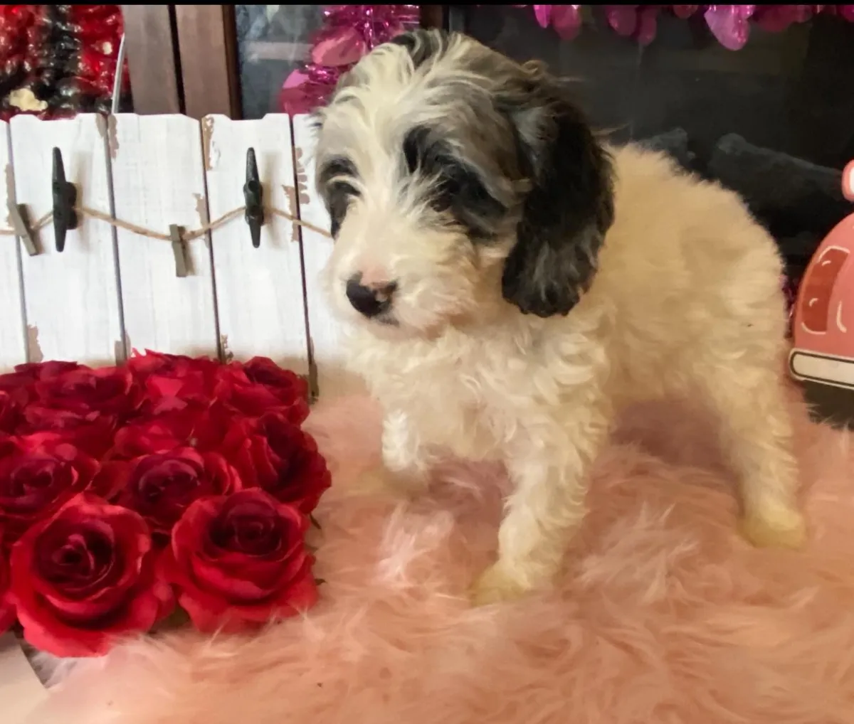 available puppies at just a walk home kennel