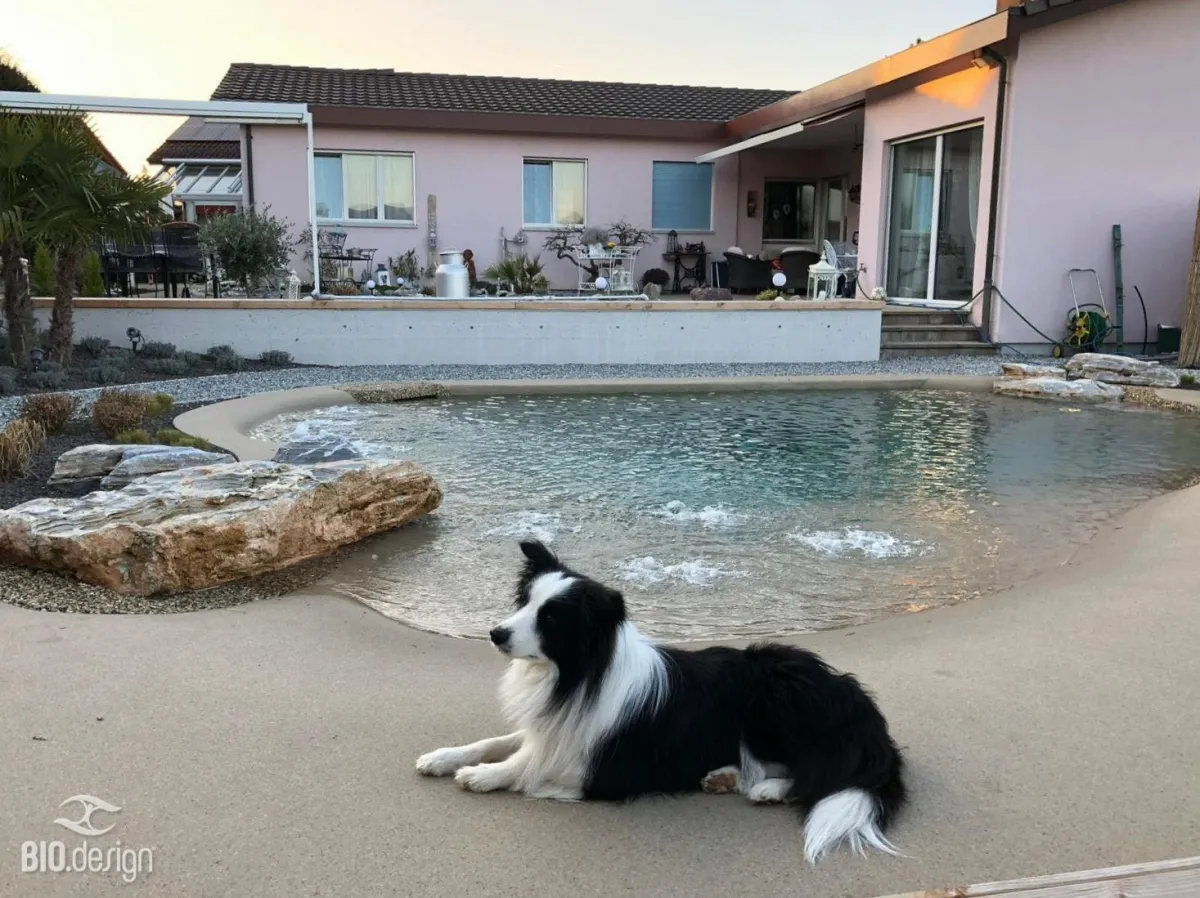 Ein schwarz-weißer Border Collie liegt entspannt am Rand eines naturnah gestalteten Pools mit sandfarbener Uferzone und klar sprudelndem Wasser. Der Pool ist von großen Natursteinen und einer Mischung aus Kies und Pflanzen umgeben. Im Hintergrund befindet sich ein modernes Haus mit rosa Fassade, großen Fenstern und einer Terrasse mit Gartenmöbeln und Dekorationen. Die Abendsonne taucht die Szene in ein warmes Licht und verleiht dem Garten eine gemütliche Atmosphäre.