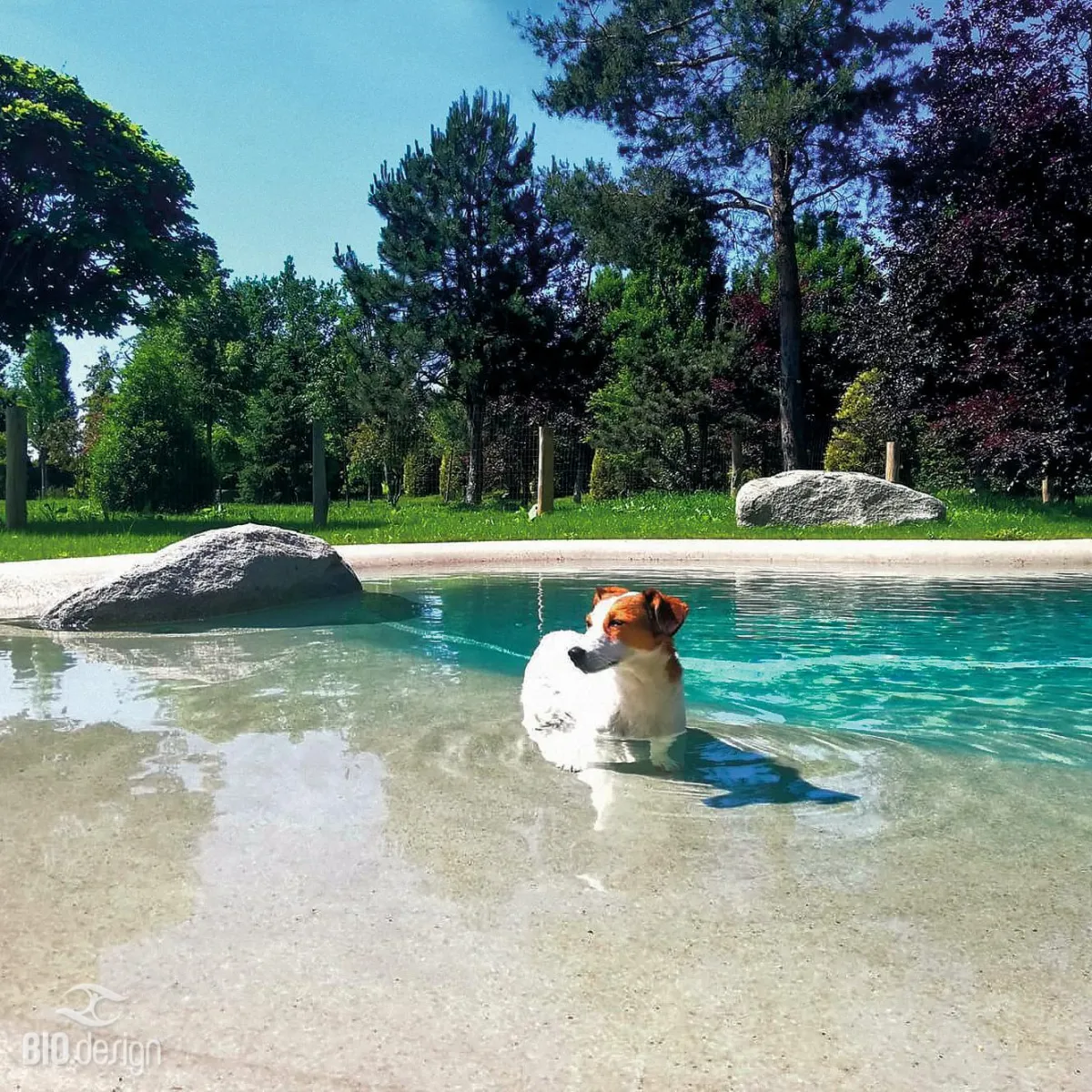 Ein kleiner Hund mit weißem Fell und braunen Abzeichen, vermutlich ein Jack Russell Terrier, steht im seichten Wasser eines naturnah gestalteten Pools mit sandfarbenem Uferbereich. Der Pool liegt inmitten einer grünen Landschaft mit Bäumen, Rasenflächen und großen dekorativen Steinen. Der Himmel ist klar und blau, was eine entspannte und sommerliche Atmosphäre vermittelt.