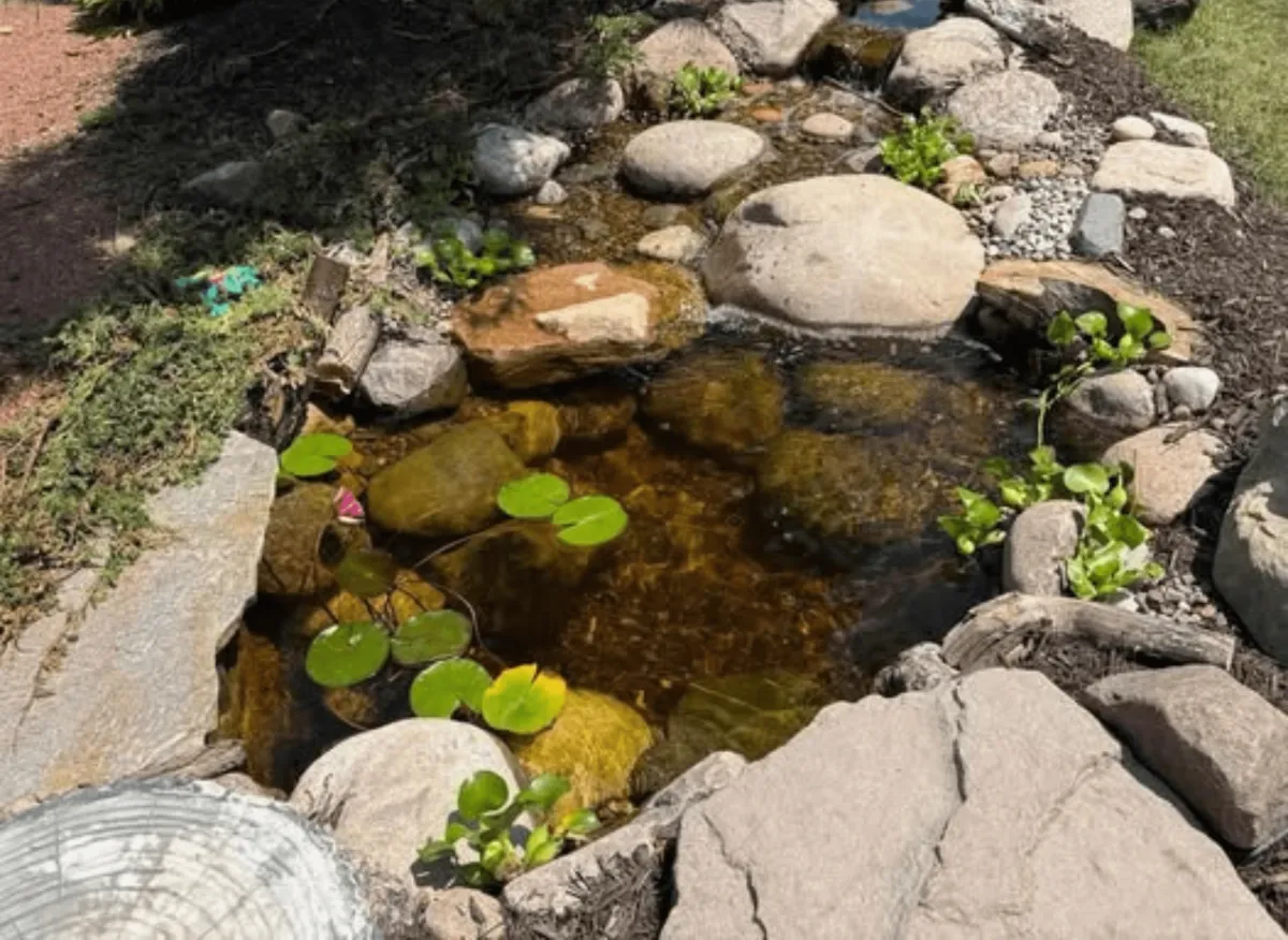 beautiful Pond at Proud Ponds