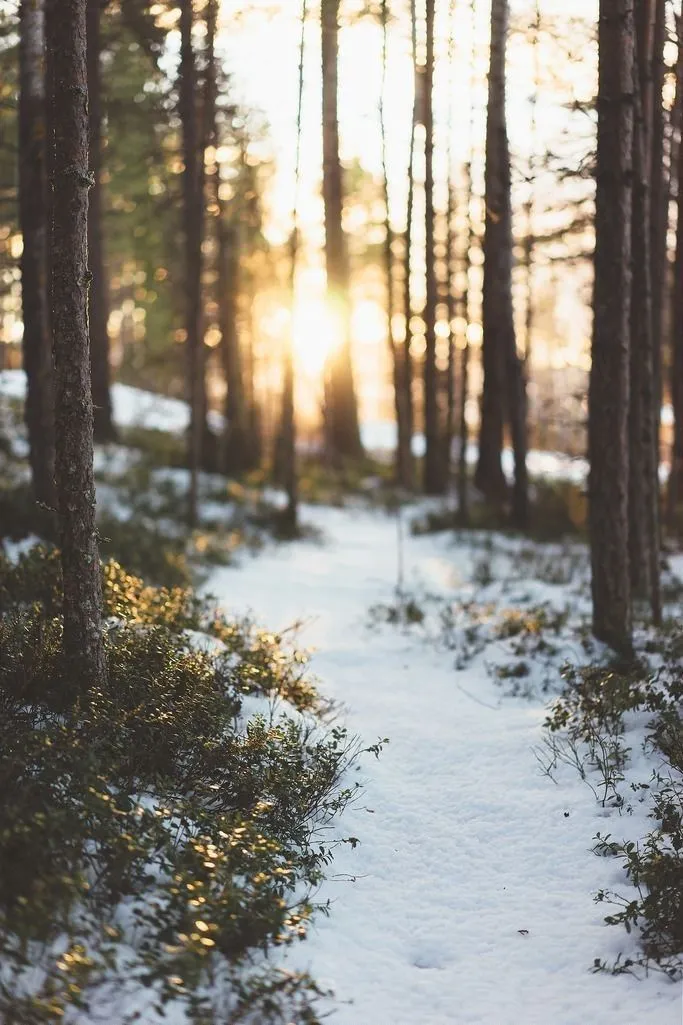 winter path