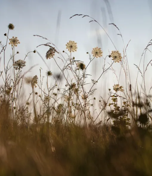 Wildflowers photo
