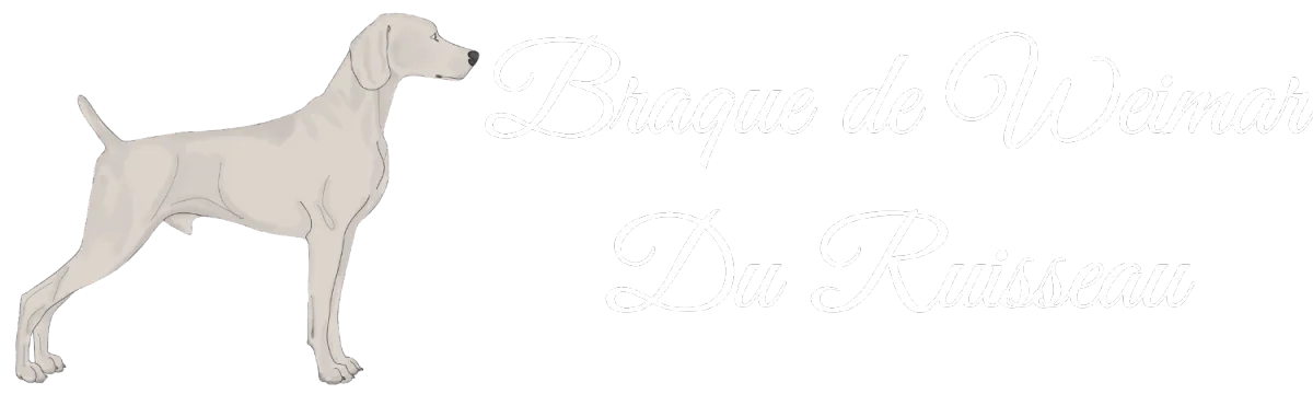 Braque de Weimar du Ruisseau