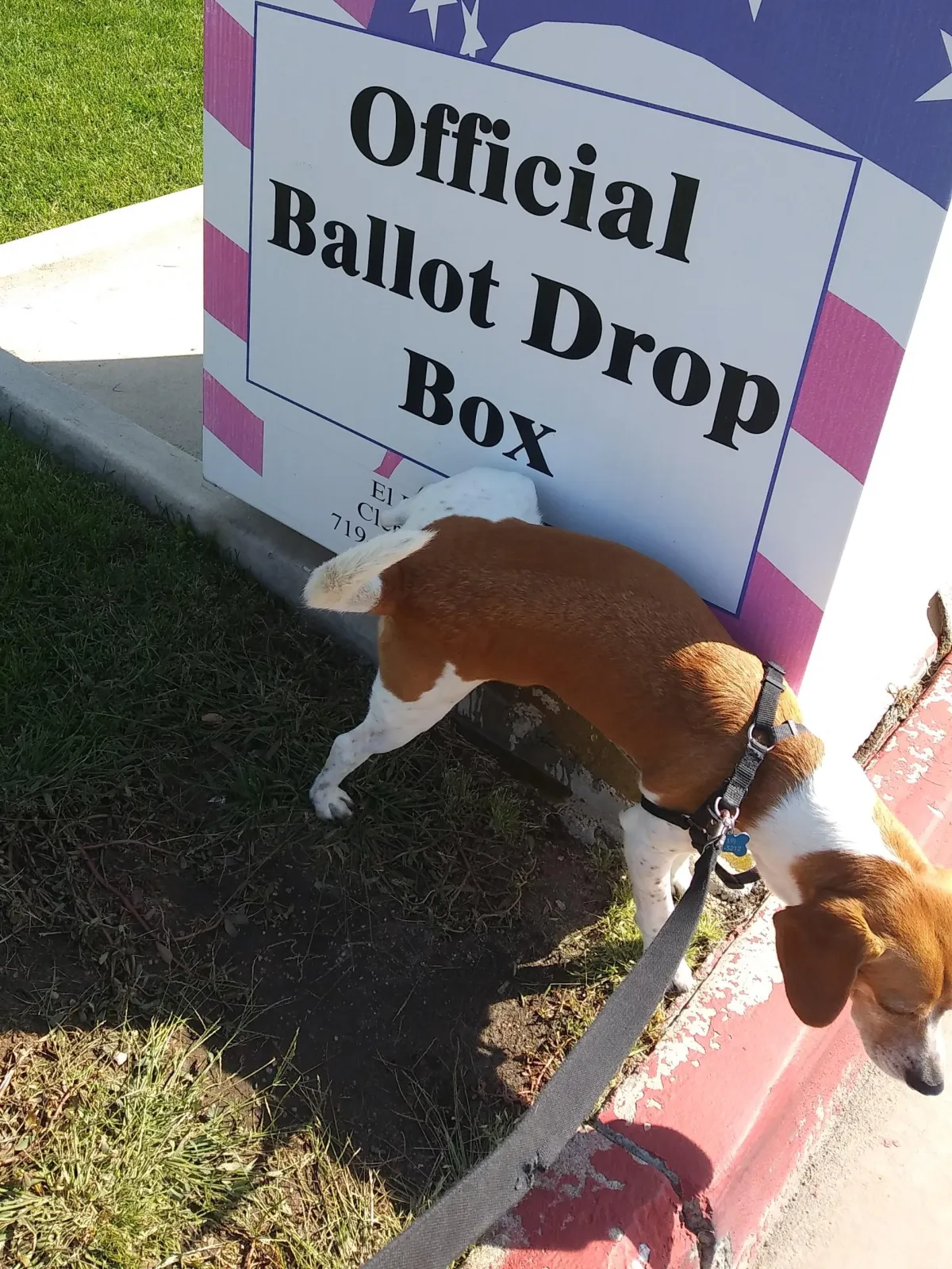 Barney Peing On Ballot Drop Box_ Vote Grassrots