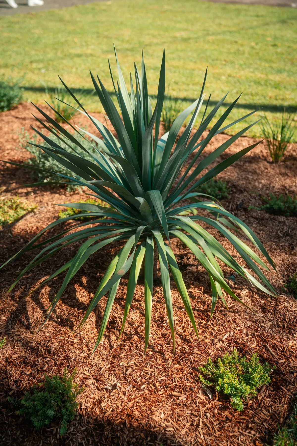 Sculptural agave in a mulched garden bed