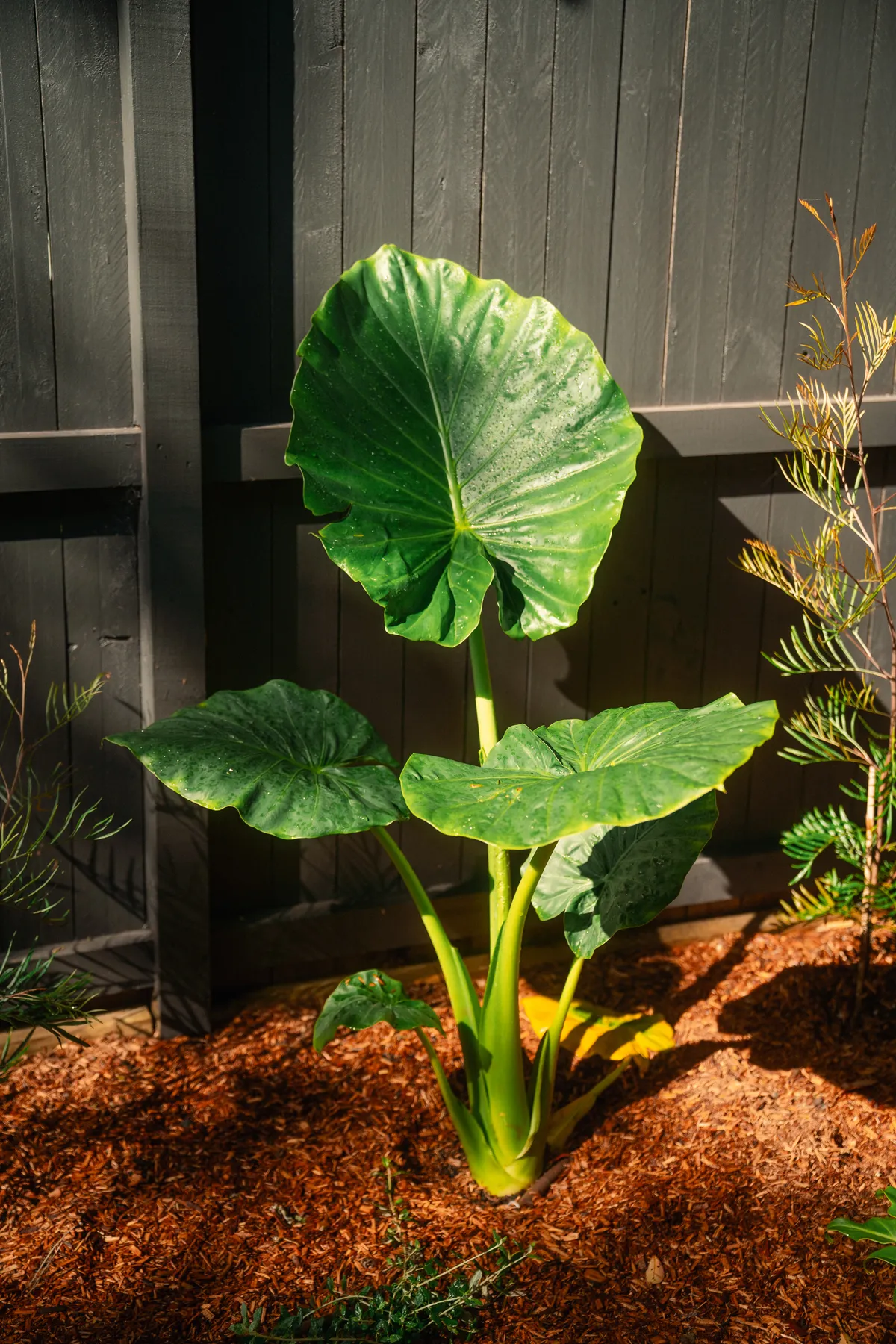Elephant ear plant against a charcoal fence in fresh mulch