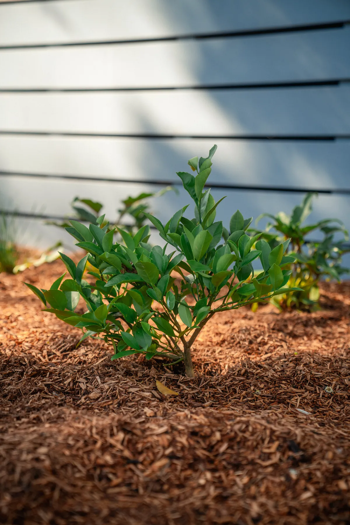 A newly planted shrub in fresh mulch