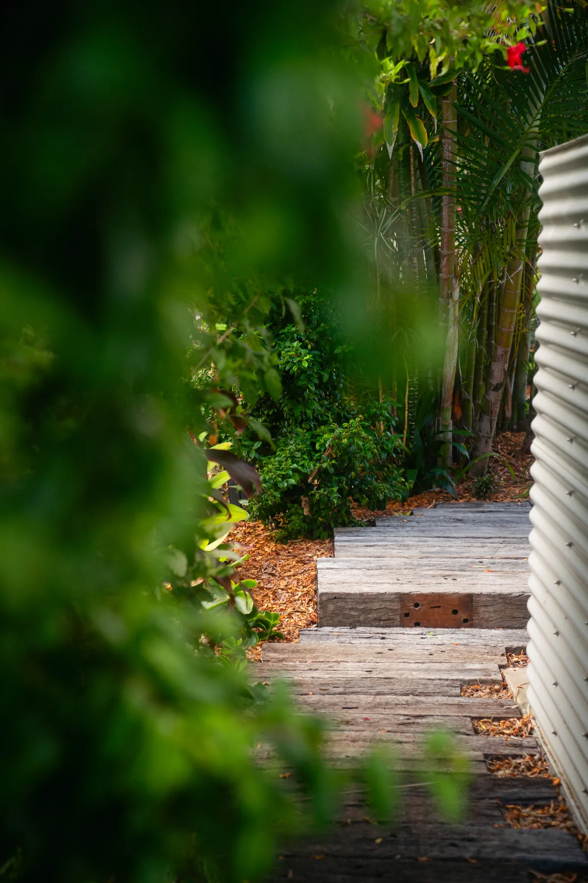 Timber steps winding through lush green planting