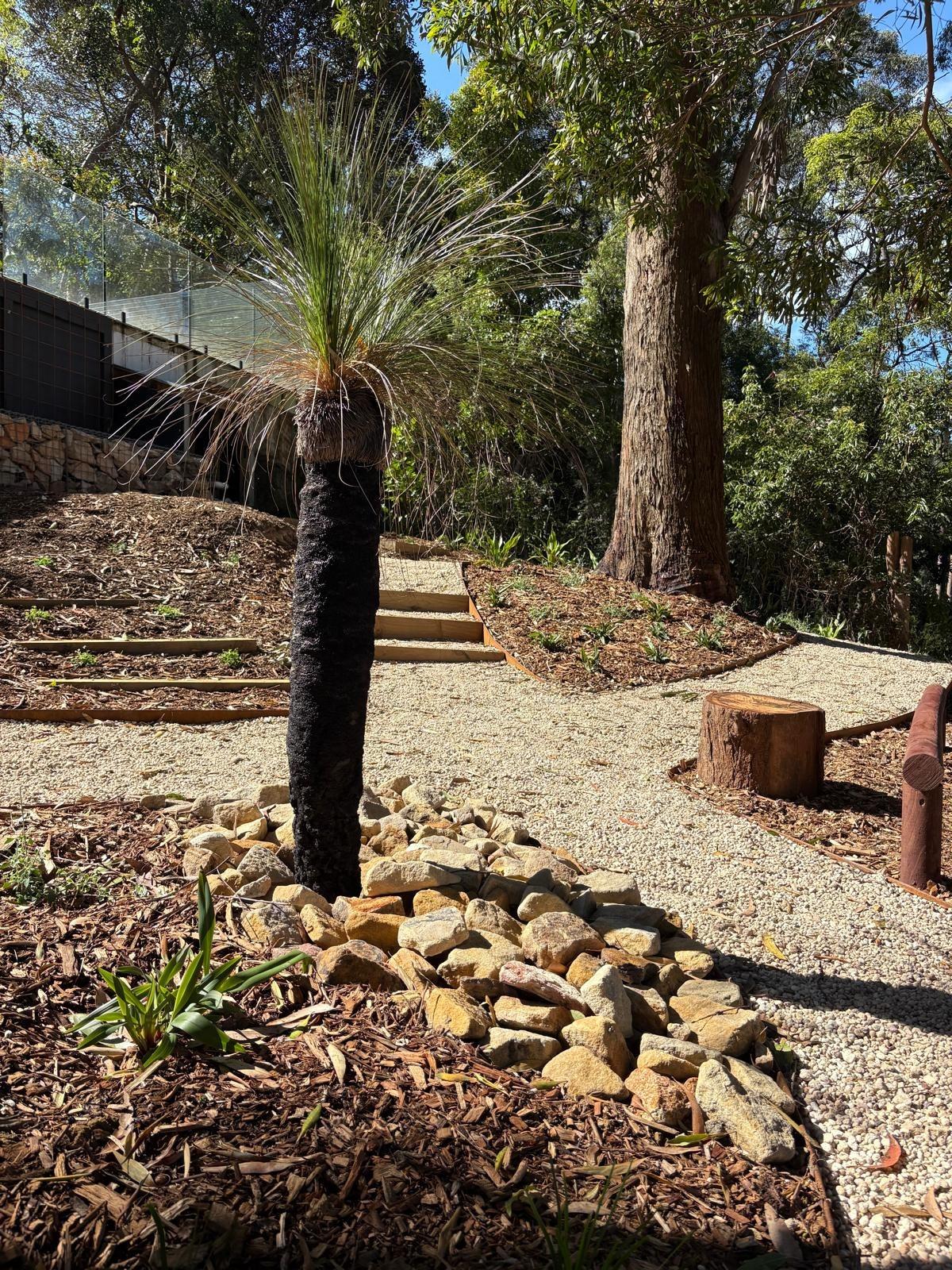 Grass tree in a rock bed beside a gravel path and timber steps