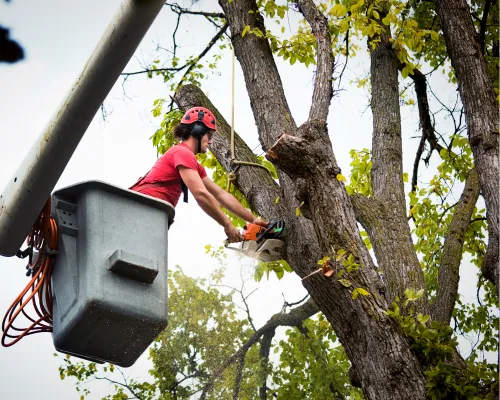 Collegeville Removal Services
