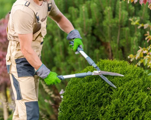  Removal Services