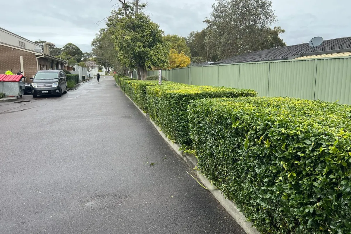 Garden Maintenance – Lake Macquarie – Trimmed garden hedges