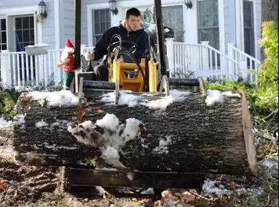 Tree Removal in Maple Grove