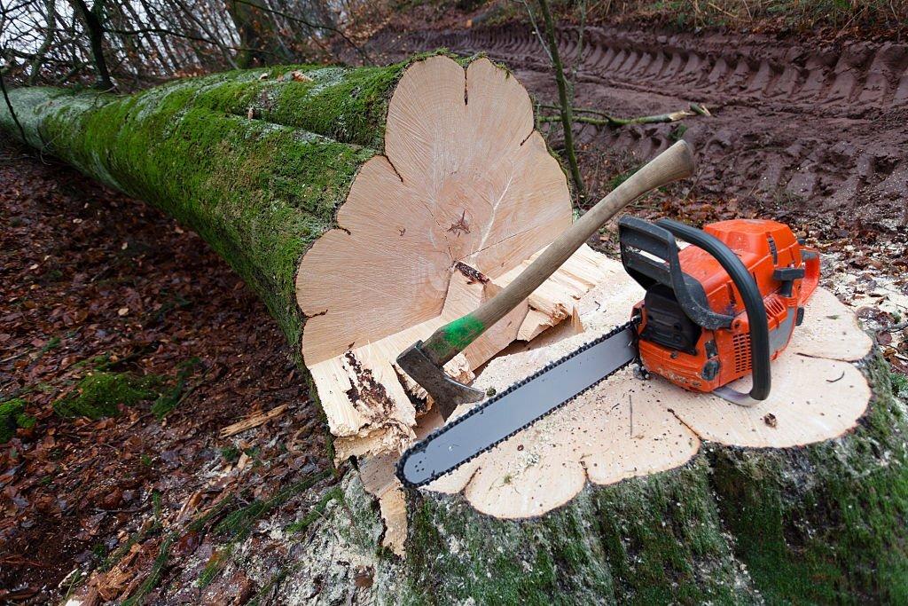 Trunk tree, an hatchet into the tree stump and a chainsaw