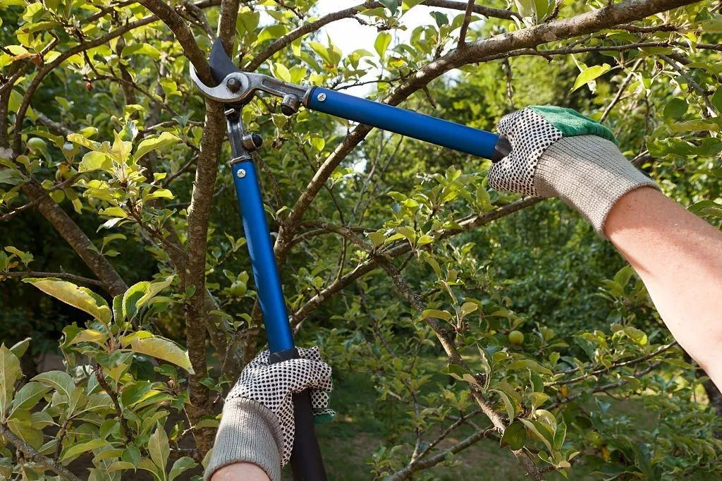 Farmer pruning an apple tree with pruning shears