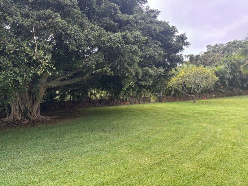 Healthy green grass mowed by Lawnzilla Landscaping LLC in Lihue, HI