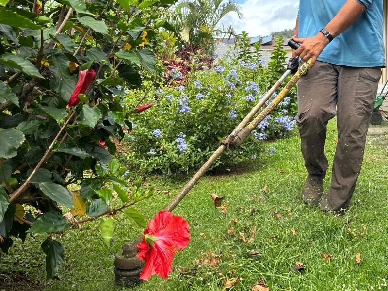 Professional pruning services in Lihue, HI by Lawnzilla Landscaping LLC