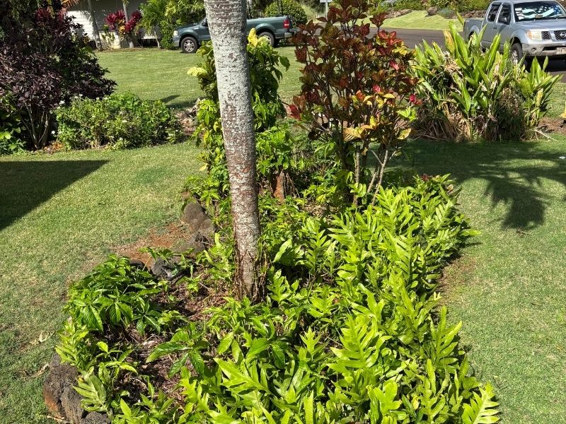 Professional hedge trimming services in Lihue, HI by Lawnzilla Landscaping LLC