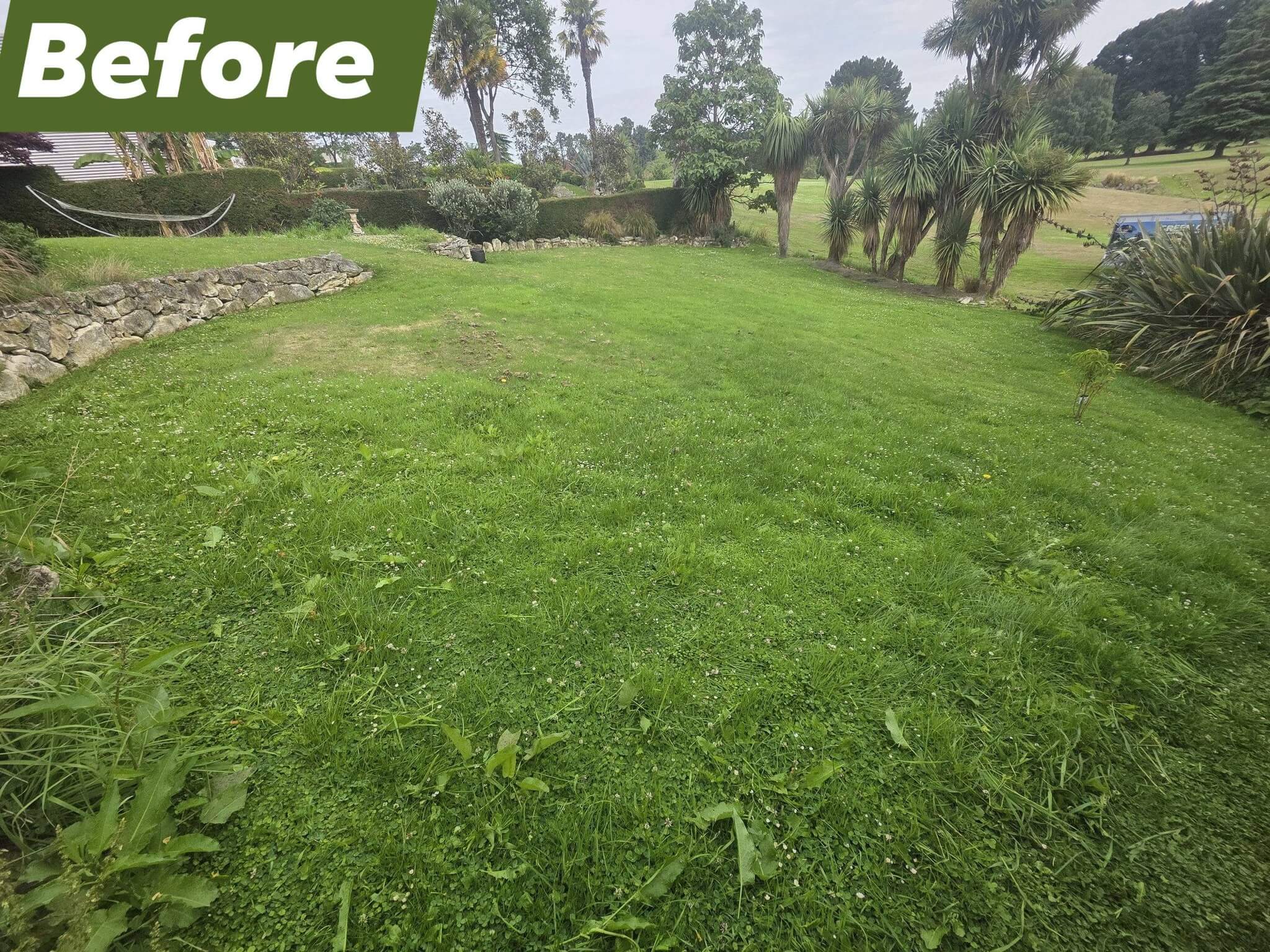 Lawn before professional mowing service in Timaru by Green Guys