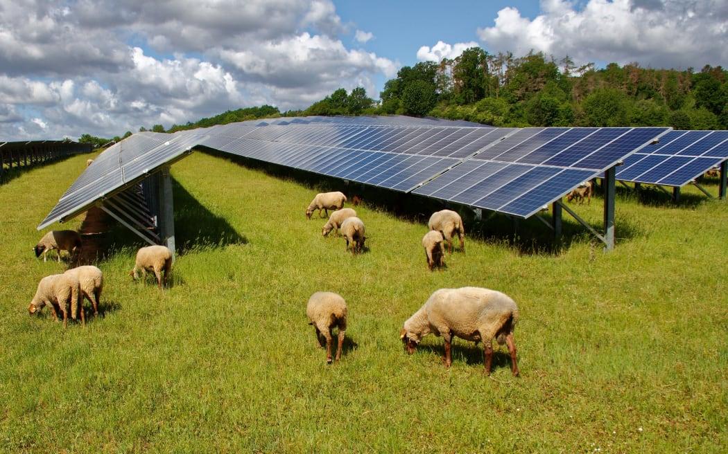 Sheep on pasture with solar panels