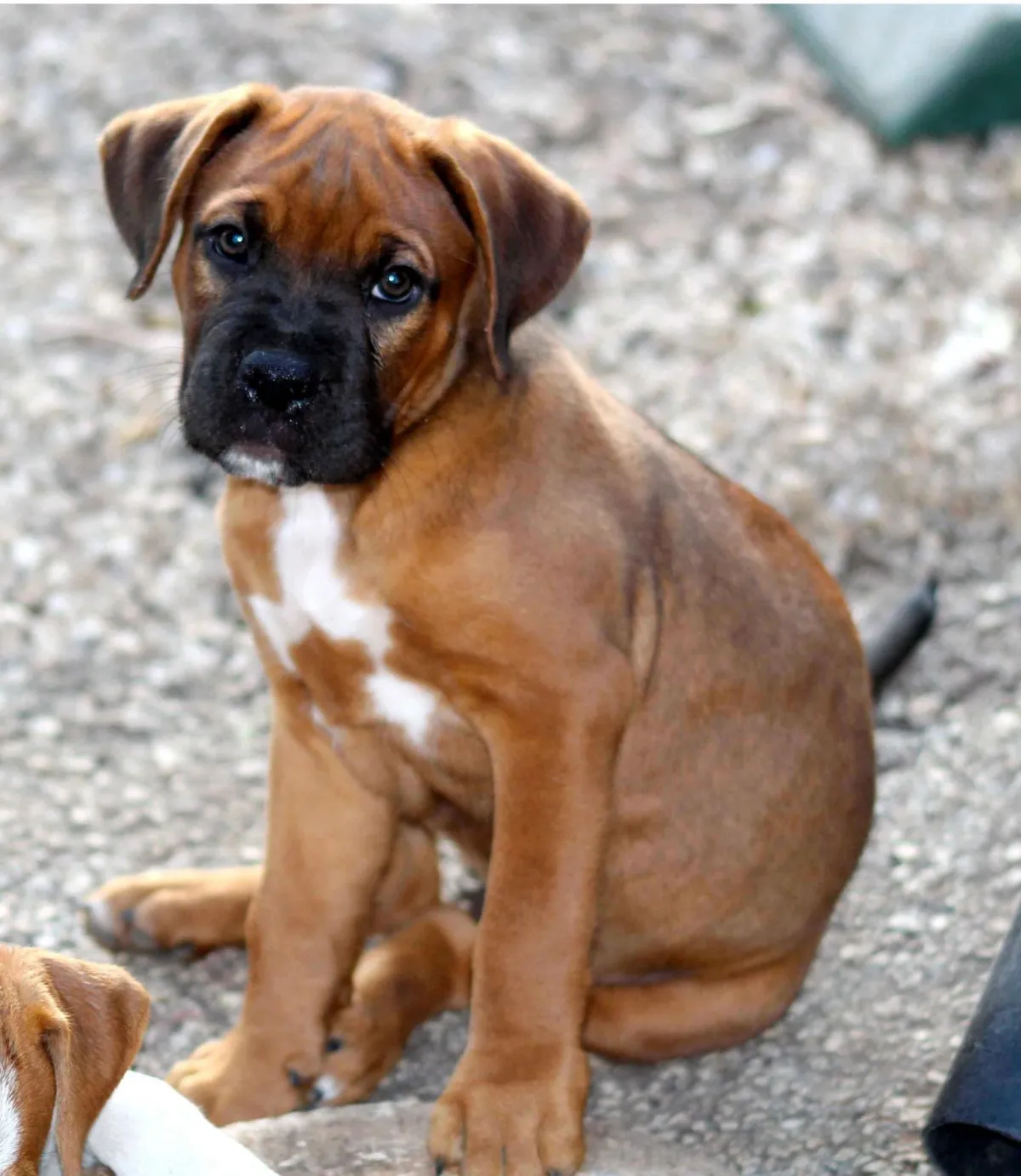 Sad Boxer Puppy