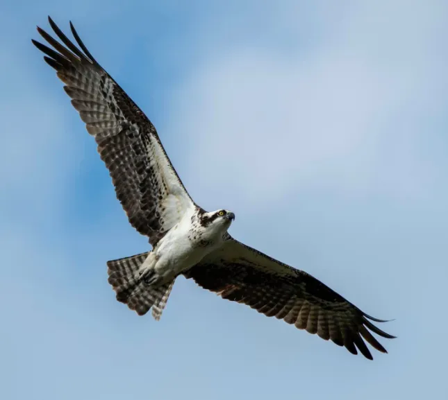 Image of a soaring Eagle