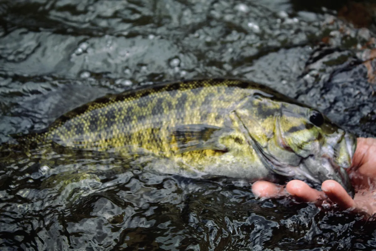 trophy water guide service