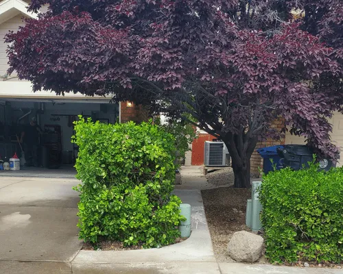 Landscaping in Rio Rancho