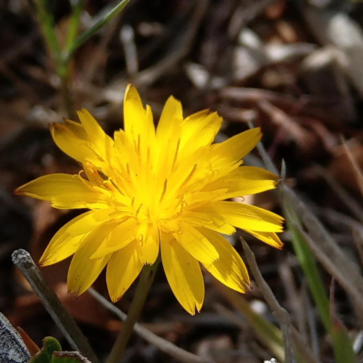 strategy with presence