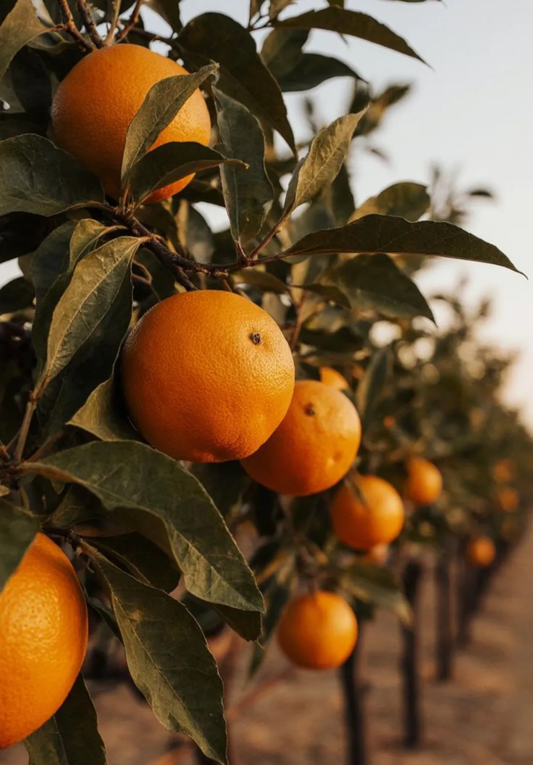 Fresh, sun-ripened Cypriot oranges, a symbol of Mediterranean hospitality and vitality, served as part of our nourishing somatic meal plan.