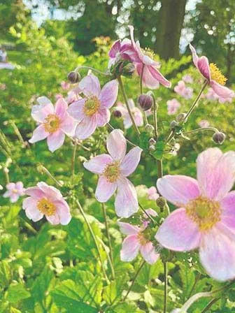 Decorative Image of Flowers in Nature to Represent a Trusted Resource for Resource Page