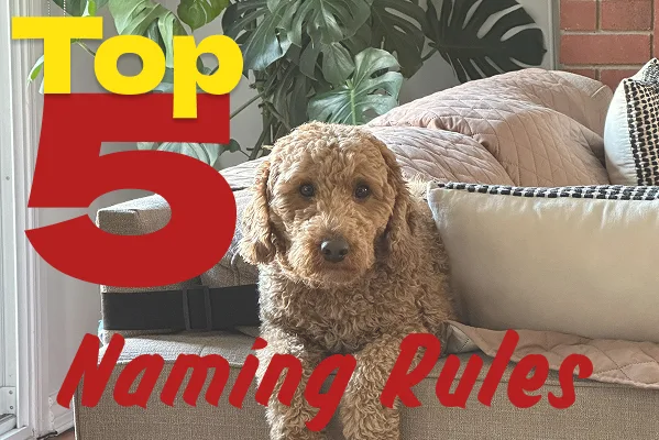 a brown goldendoodle puppy sits on a sofa waiting for how to name your dog