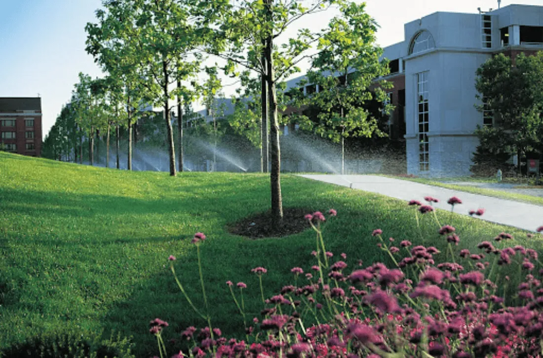 Irrigating small green plants in garden