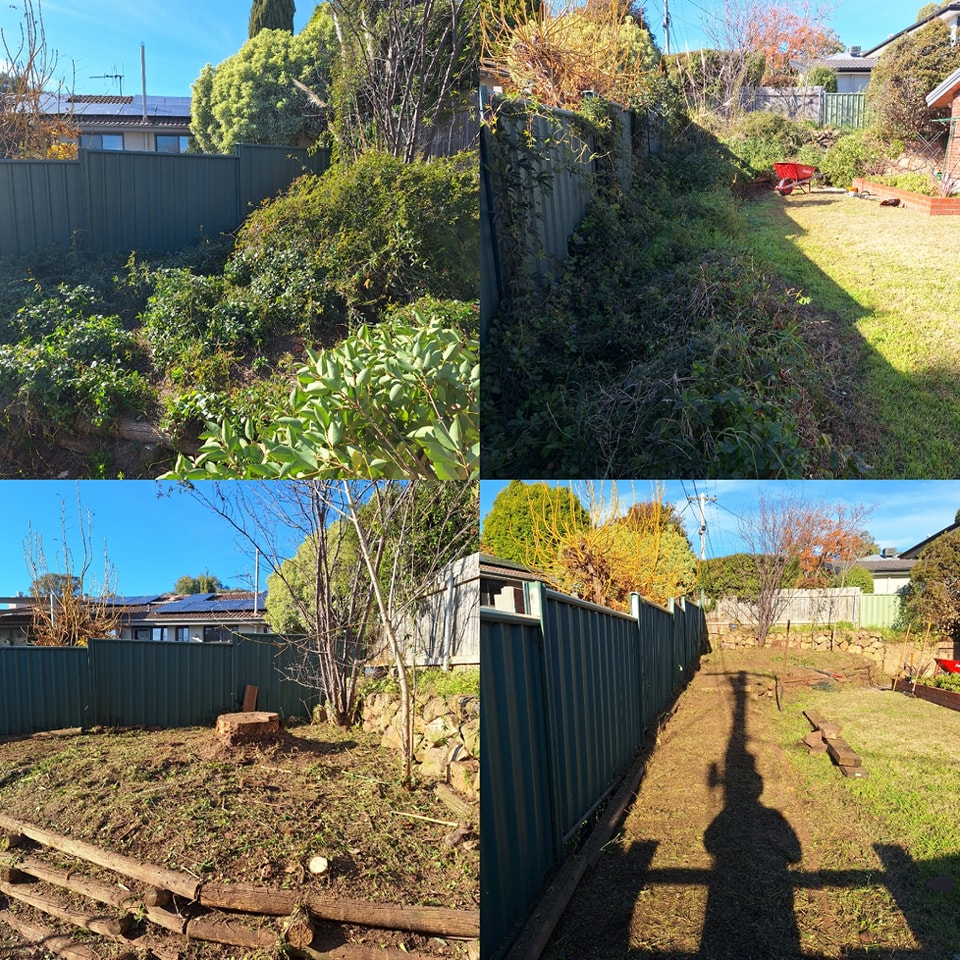 A Canberra homeowner's backyard mid-clean-up, with a professional in branded uniform raking leaves beside a tidy garden bed, sunlit, with native plants and a modern fence in the background.