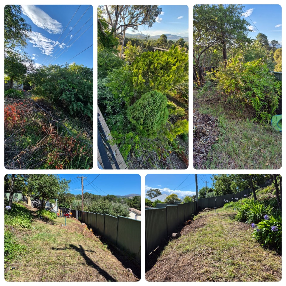 Professional gardener trimming a lush green hedge in a Canberra backyard, with neatly mowed lawn and modern home in the background. The gardener wears a sun hat and uniform, using electric shears. Bright, natural daylight, 3:2 aspect.