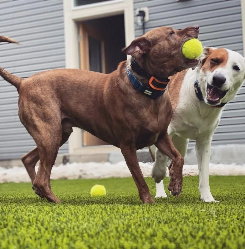 DELTONA ARTIFICIAL GRASS INSTALLATION SERVICES DELTONA FLORIDA