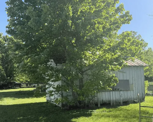 Shrub & Tree Trimming Morehead, KY
