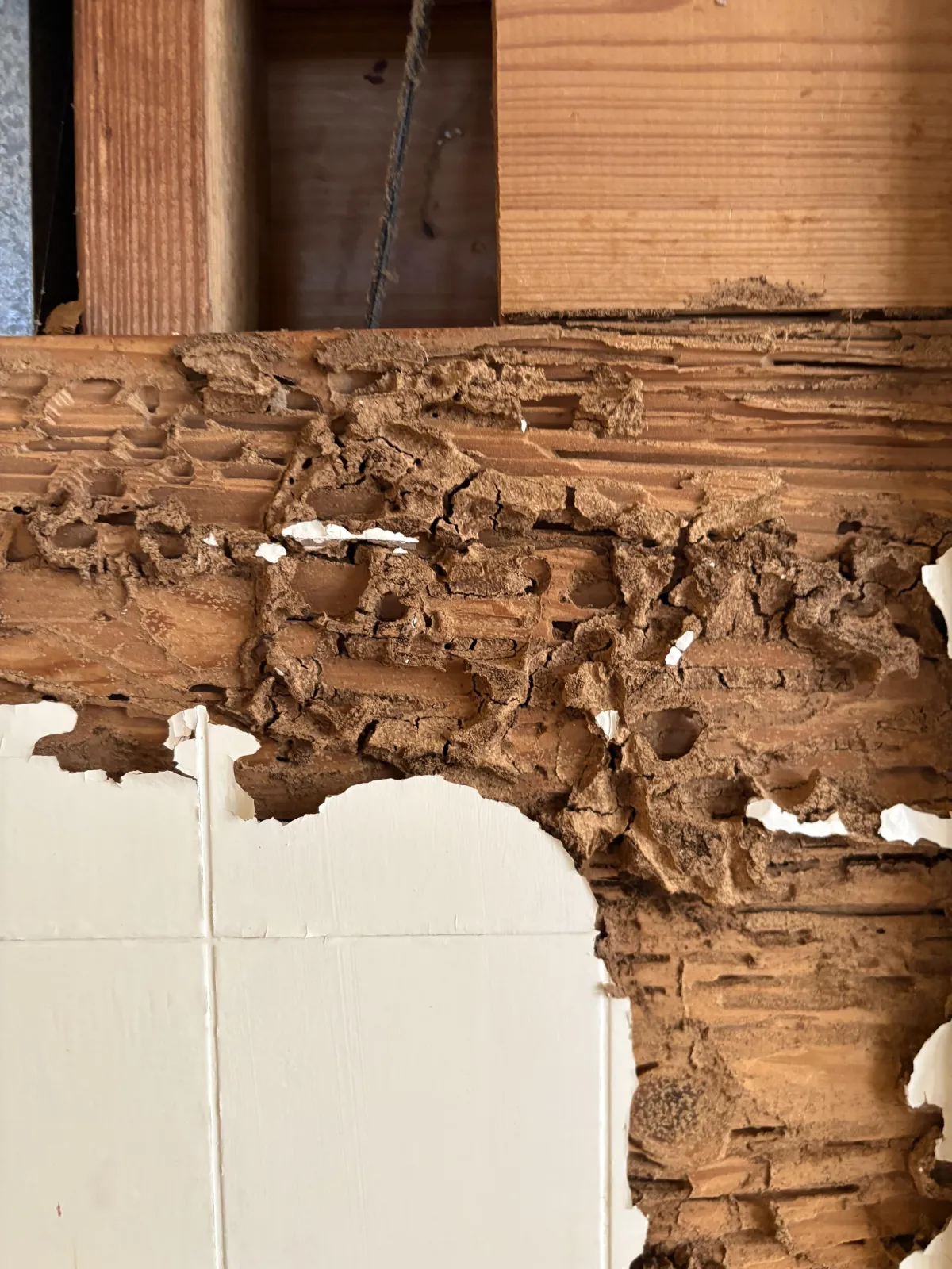 Termite Tubes
