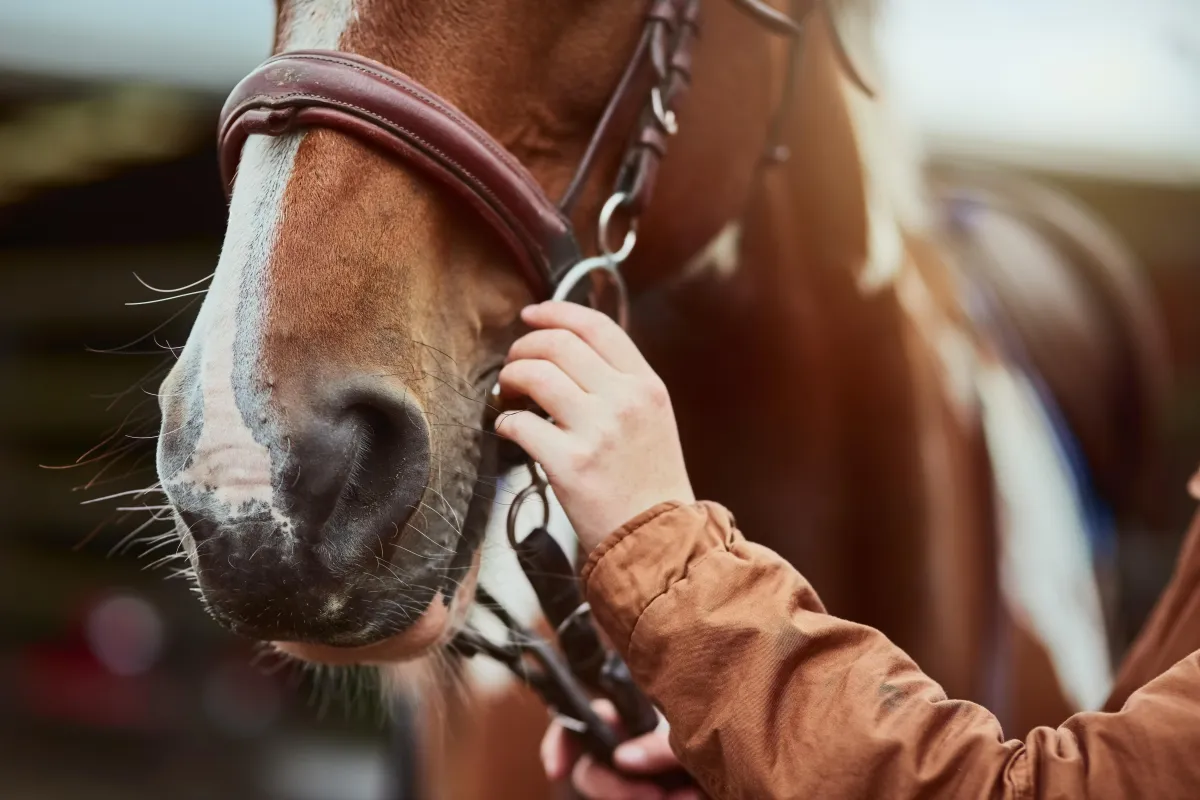 Veteran participating in equine therapy session