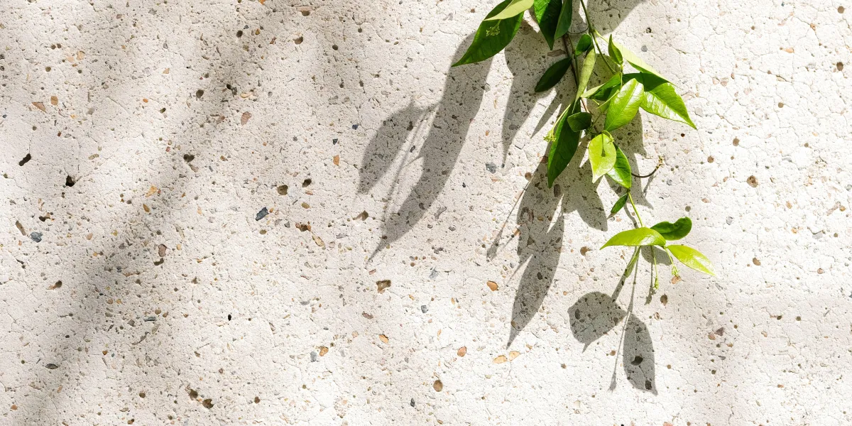 Stone wall with green leaf vine hanging down