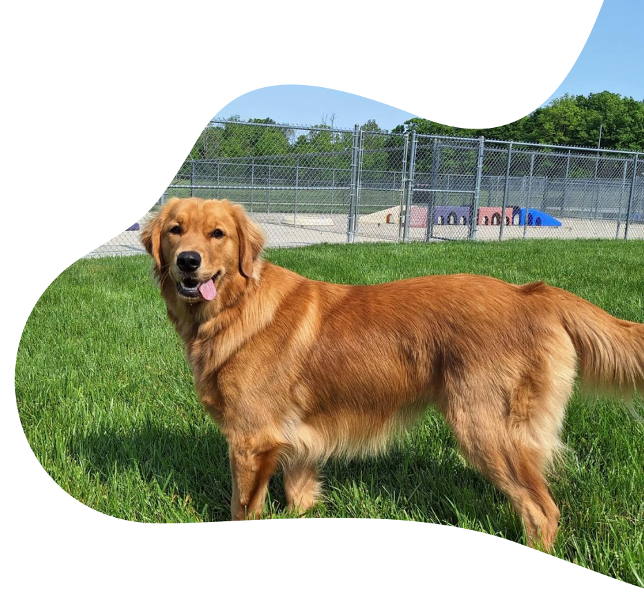 A Happy Dog at Diamond Kennels Pet Care Center
