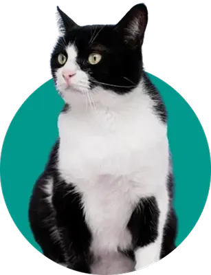 Cat Boarding Lewisburg, Ohio