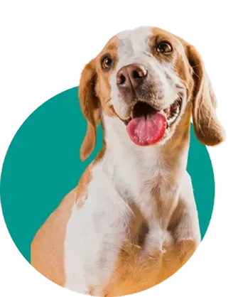 Dog Boarding Service Lewisburg, Ohio