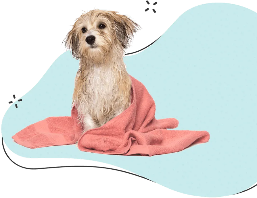 Spa Service at Diamond Kennels