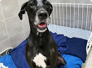 Dog relaxing in indoor kennel at Diamond Kennels