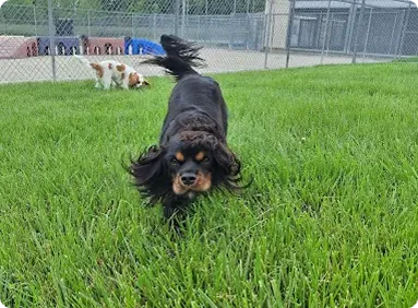 Dog playing on grass at Diamond Kennels