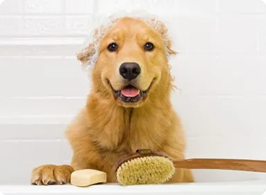 Groomed dog with brush at Diamond Kennels