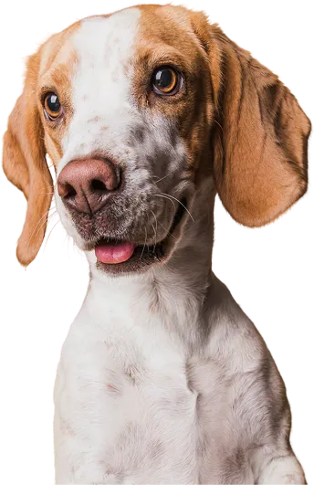 Pet Boarding Service at Diamond Kennels