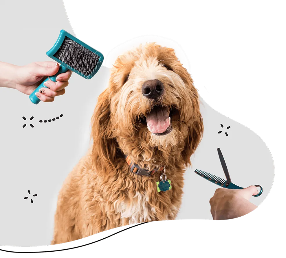 Dog Spa Service at Diamond Kennels