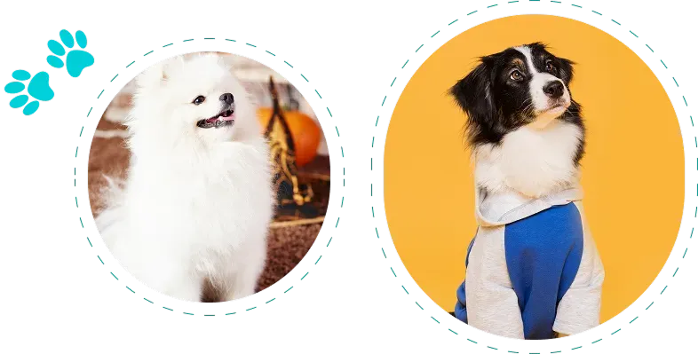 Professional Dog Groooming Service at Diamod Kennels